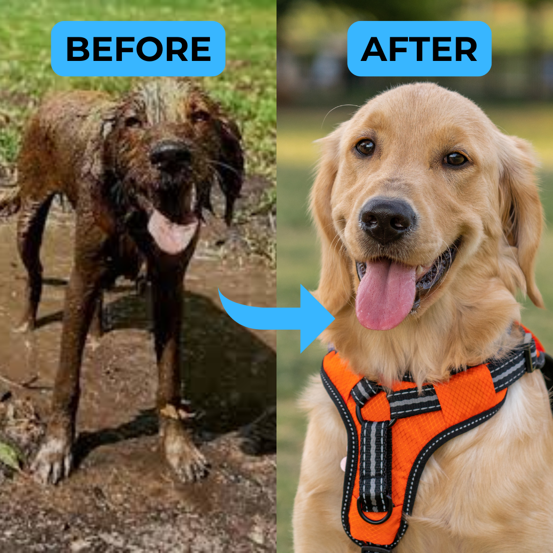 The PawPipe | All-in-One Dog Washer